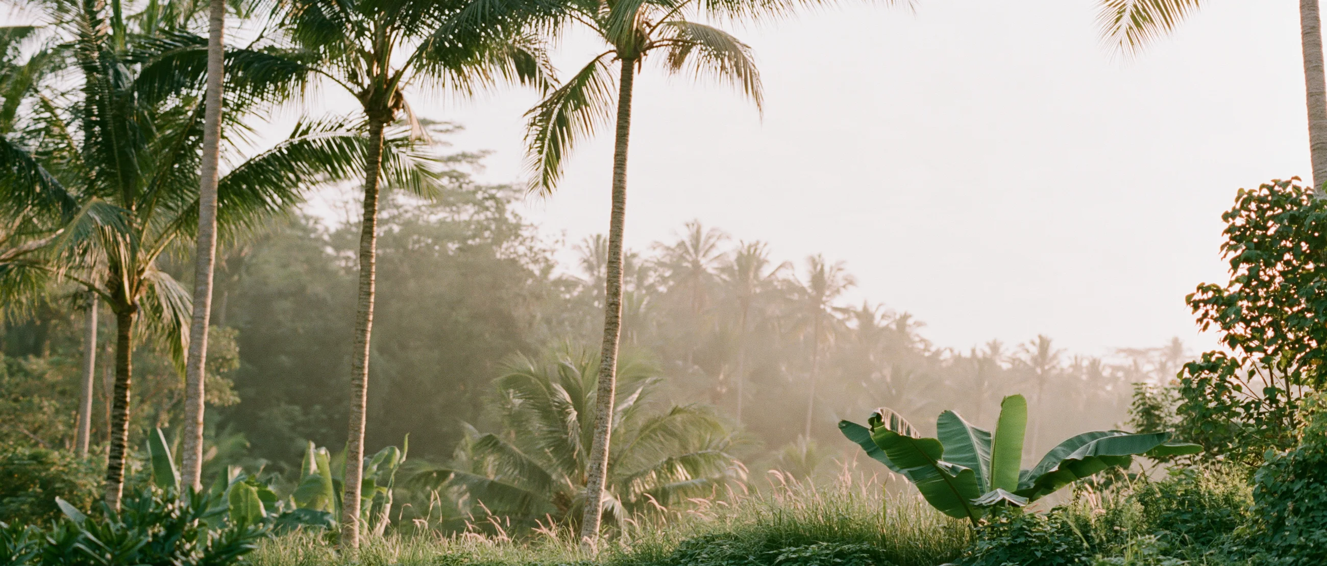 Misty palm grove in Ubud