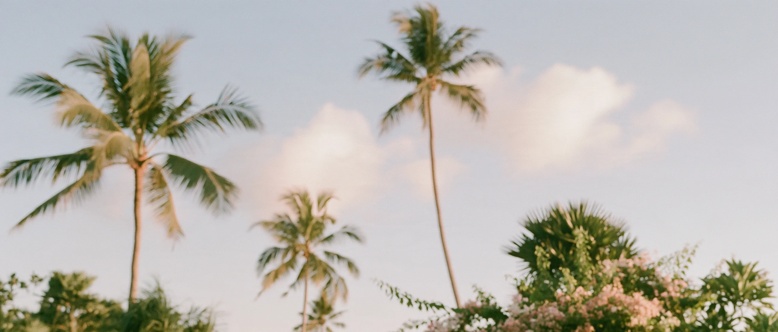 Palm trees against a soft sky