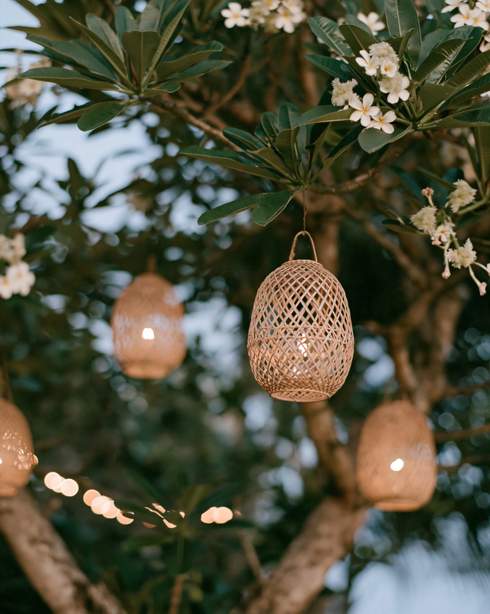 Rattan lanterns hanging in a frangipani tree