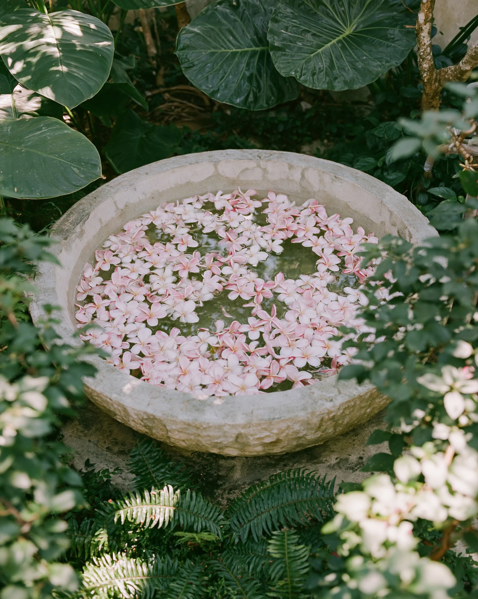 Stone bath filled with frangipani flowers