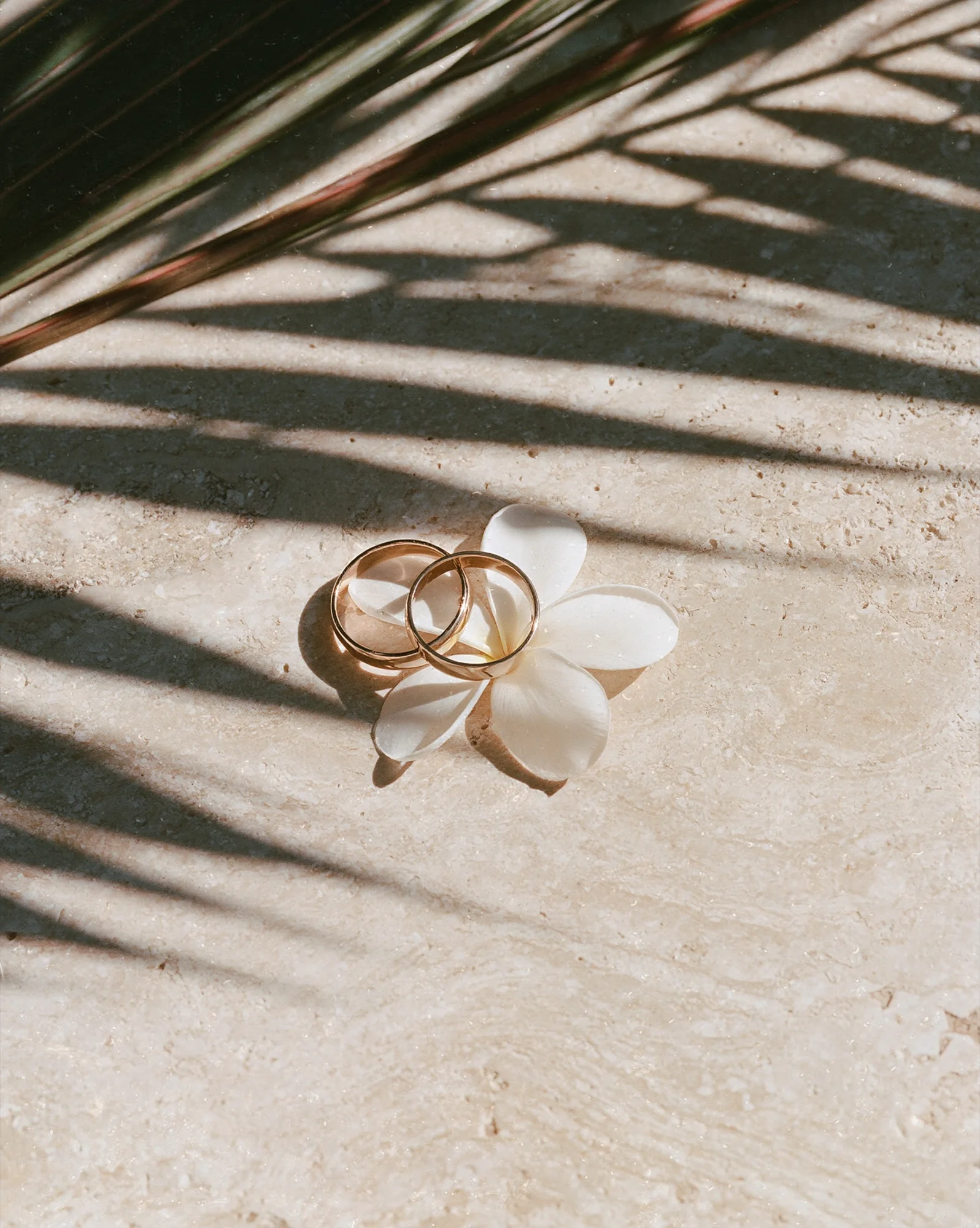 Gold wedding rings on a frangipani flower