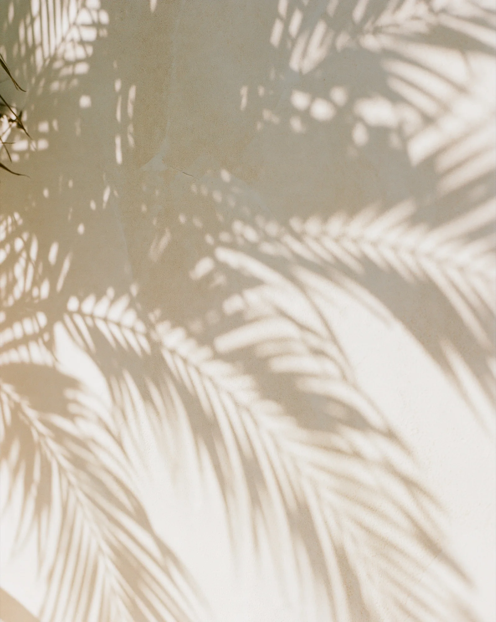Palm leaf shadows on a cream wall
