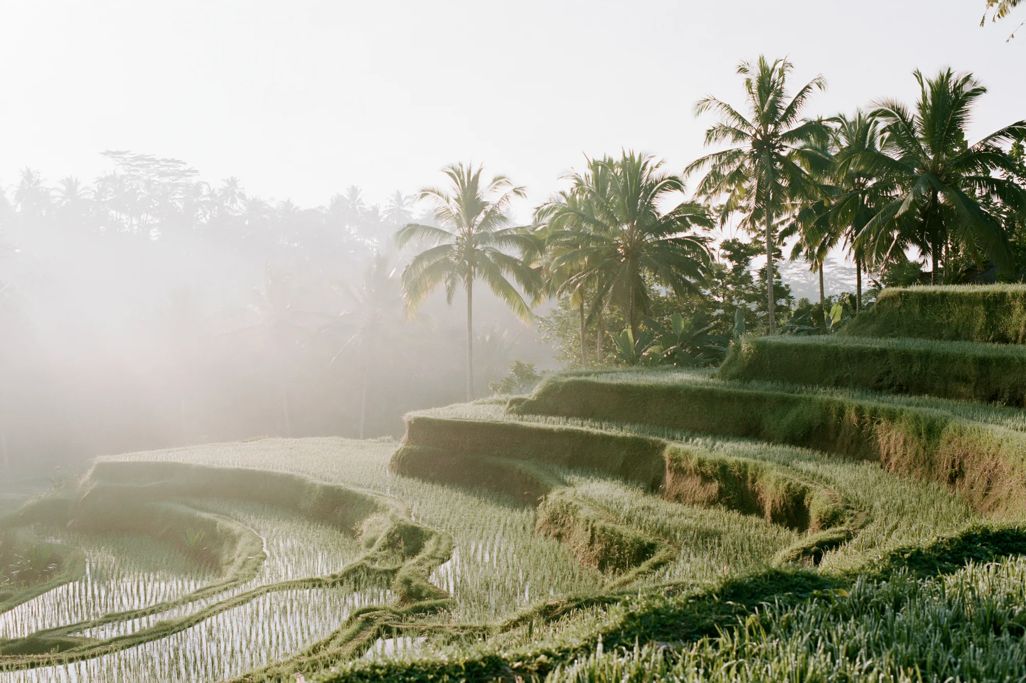 Misty rice terraces and palm trees in Ubud