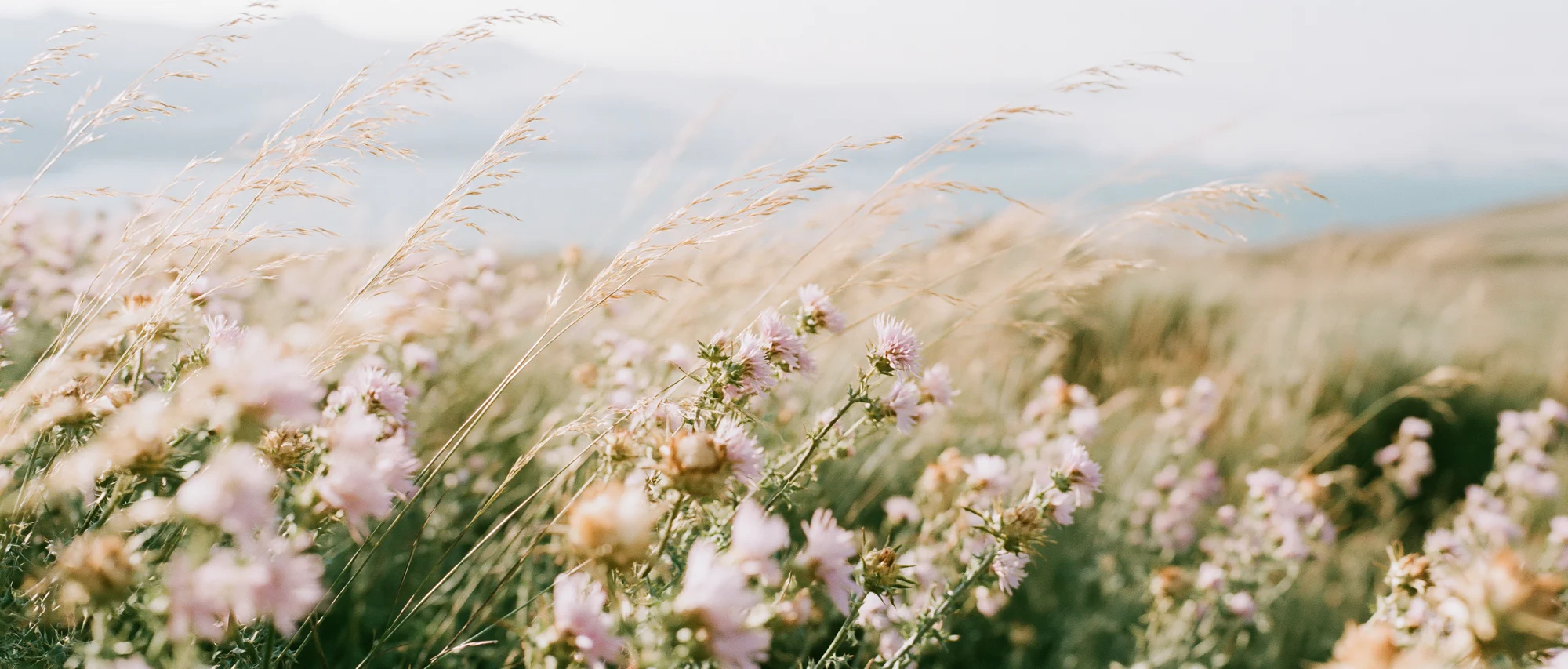 Meadow of wild white flowers with mountains in the distance