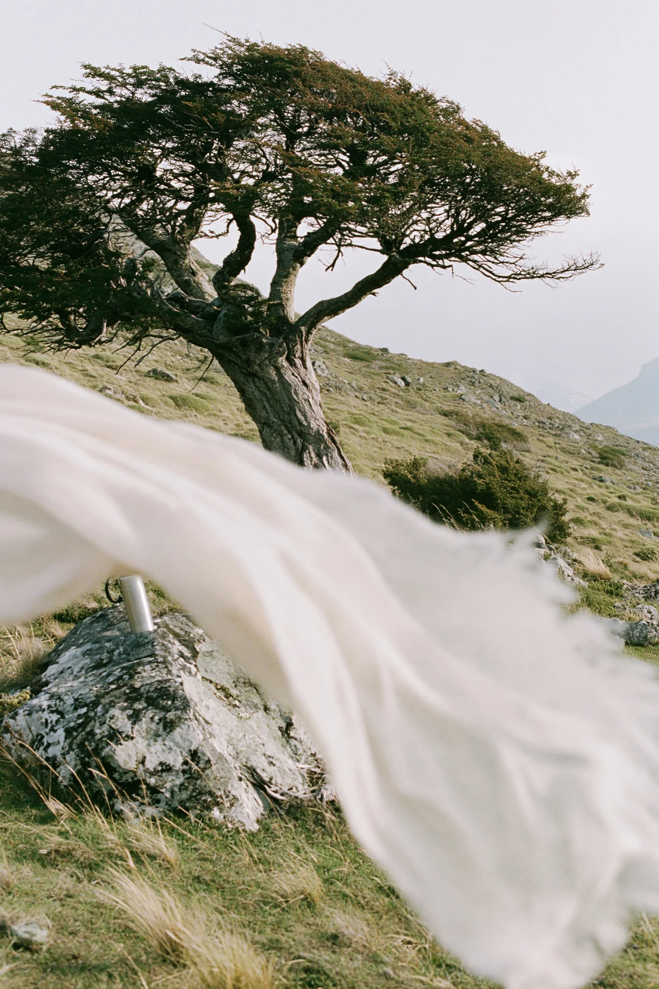 Lone windswept tree with a white veil flowing in the wind