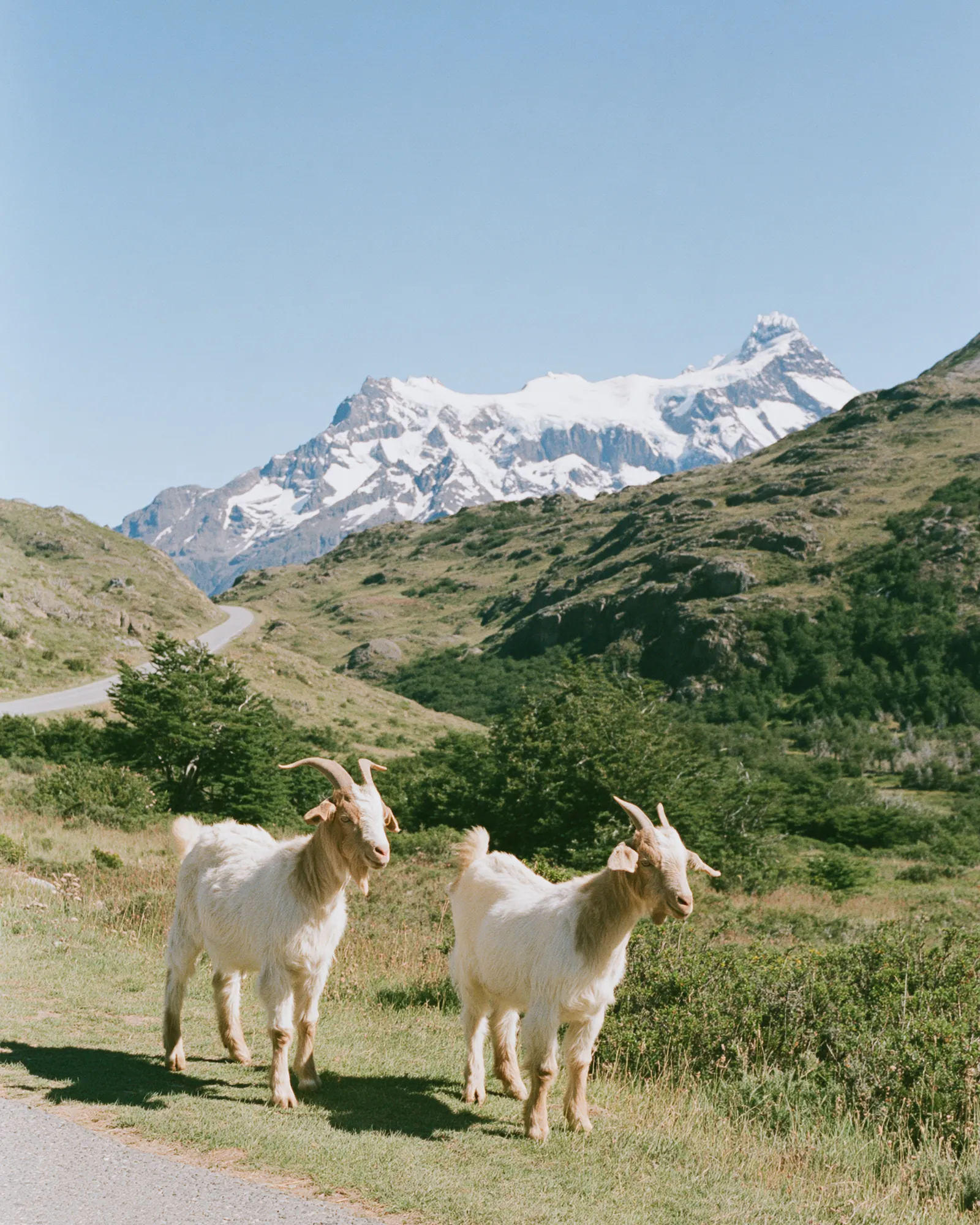Goats crossing a gravel road below snowy peaks