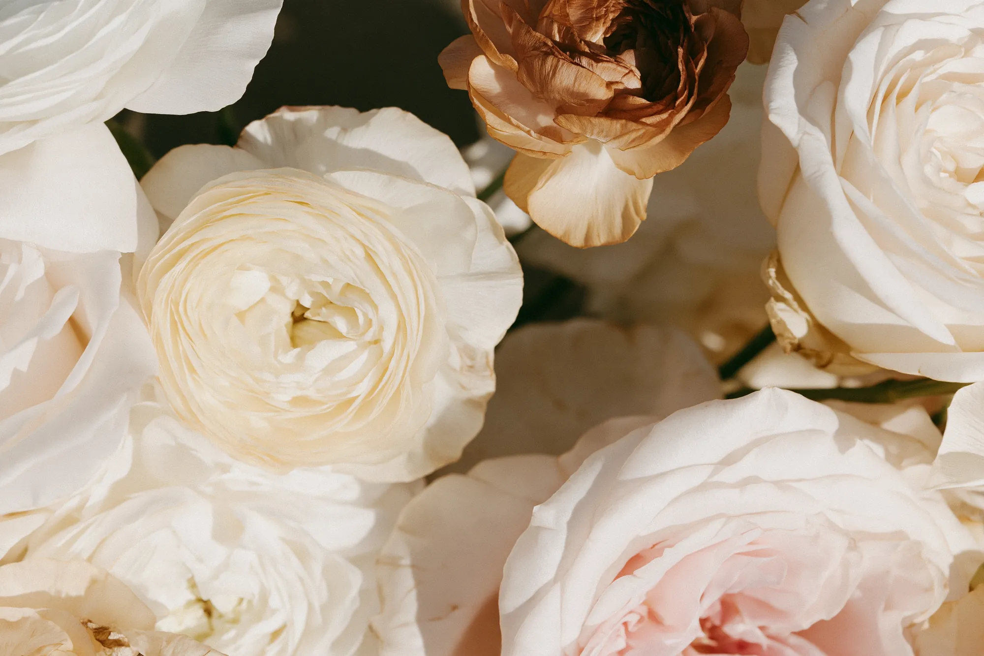 Close-up of white and peach roses