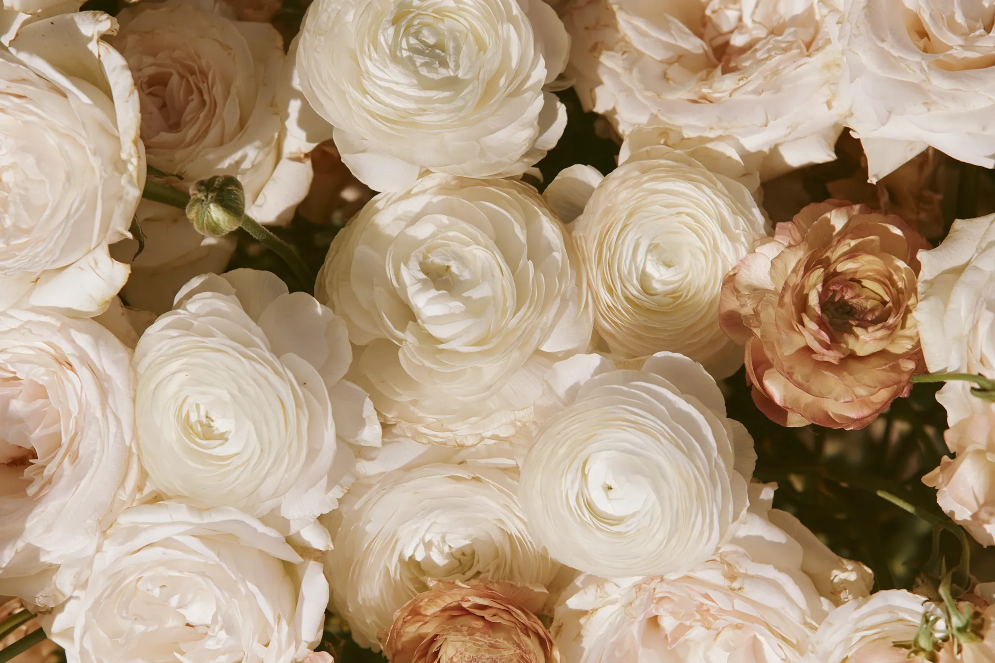 Cream and blush garden roses