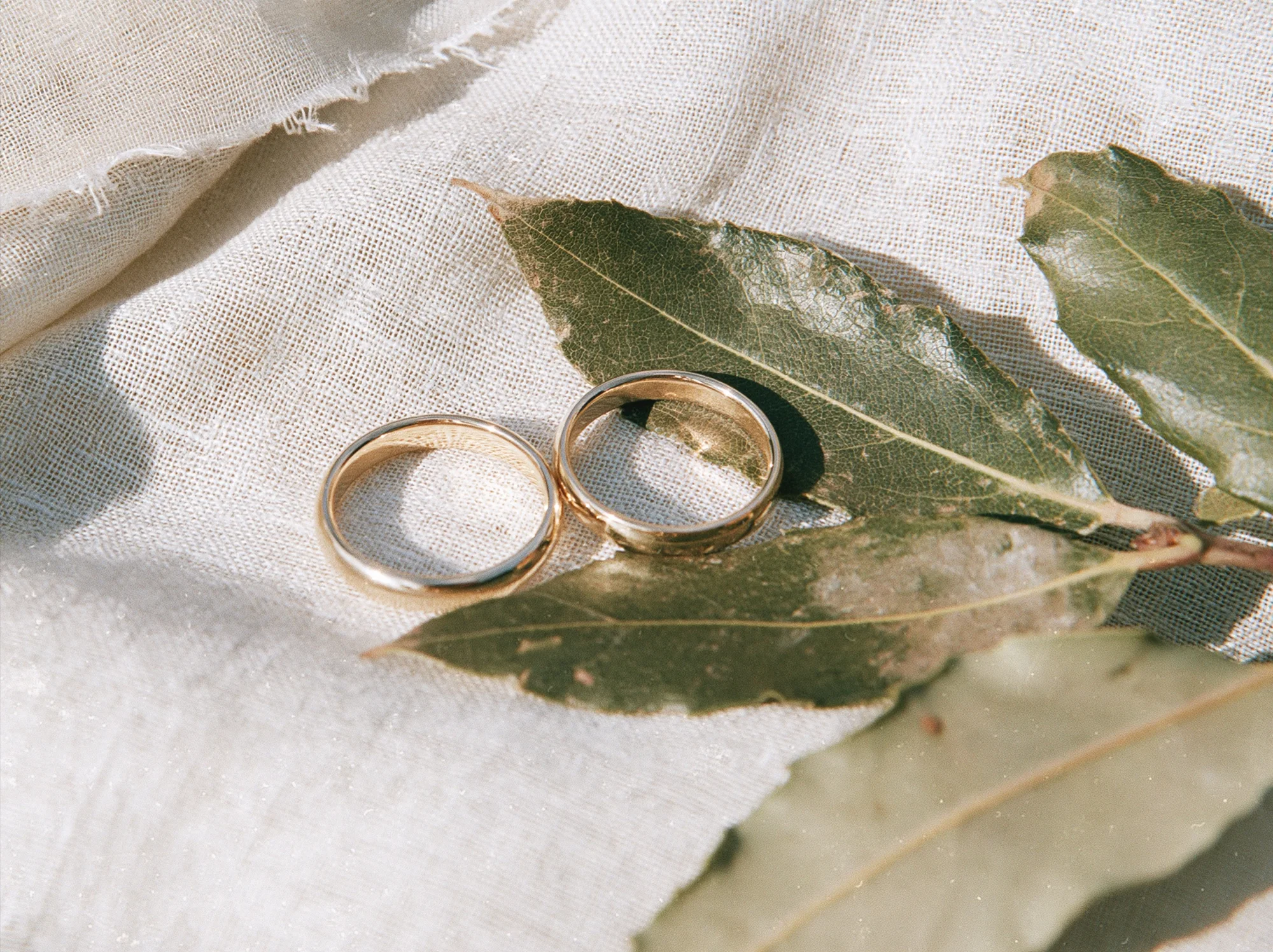 Two gold wedding rings resting on an olive leaf